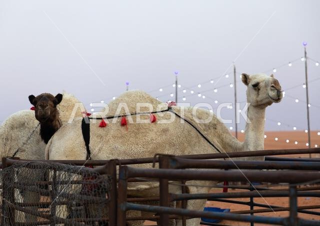 مهرجان الملك عبد العزيز للإبل، منطقة الرياض، الرياض، المملكة العربية السعودية
