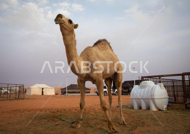 King Abdul Aziz Camel Festival, Riyadh Province, Rimah, Saudi Arabia