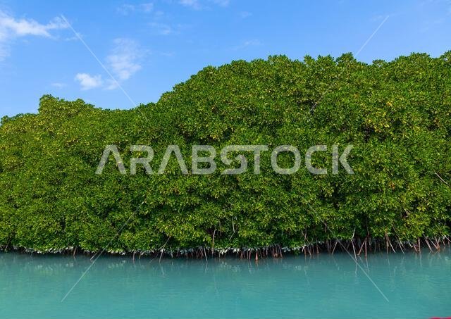 Mangrove in the red sea, Jazan Province, Farasan, Saudi Arabia