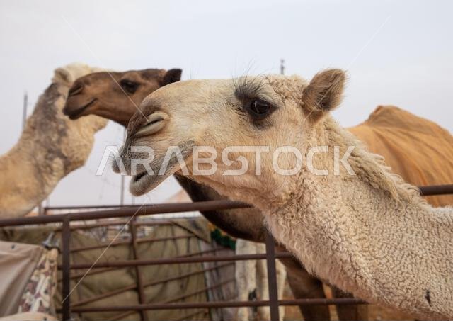 مهرجان الملك عبد العزيز للإبل، منطقة الرياض، الرياض، المملكة العربية السعودية