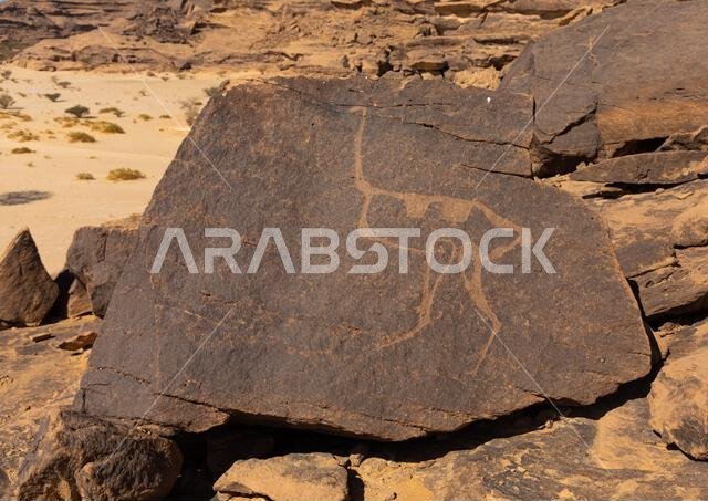 Petroglyphs on a rock depicting an ostrich, Najran Province, Thar, Saudi Arabia
