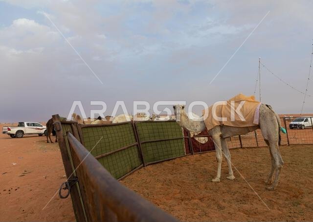 مهرجان الملك عبد العزيز للإبل، منطقة الرياض، الرياض، المملكة العربية السعودية