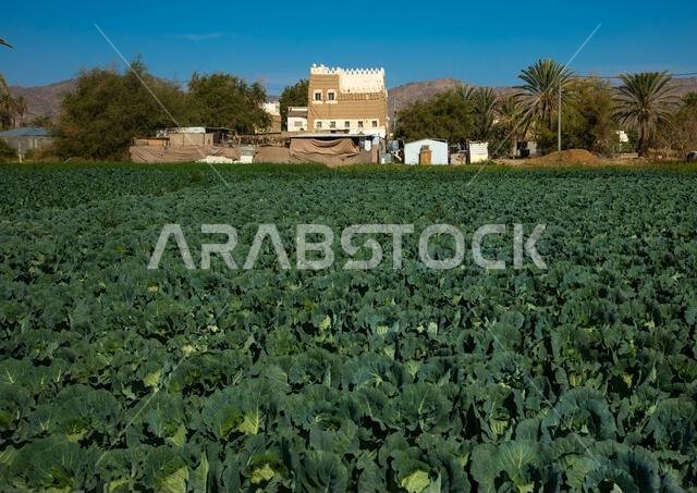 Traditional old mud house with its farm, Najran Province, Najran, Saudi Arabia