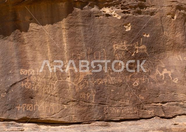 Petroglyphs on a rock depicting cows, Najran Province, Thar, Saudi Arabia Petroglyphs on a rock depicting cows, Najran Province, Thar, Saudi Arabia