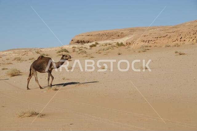 التاريخ القديم في المملكة العربية السعودية العريقة