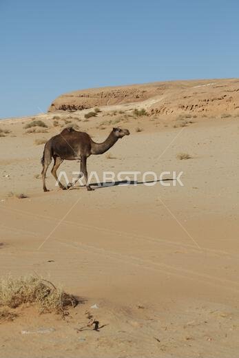 التاريخ القديم في المملكة العربية السعودية العريقة