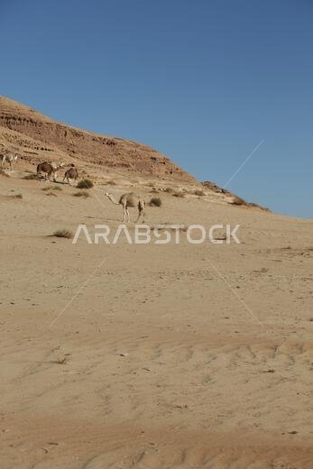 التاريخ القديم في المملكة العربية السعودية العريقة التاريخ القديم في المملكة العربية السعودية العريقة