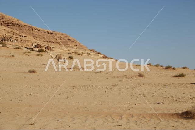 التاريخ القديم في المملكة العربية السعودية العريقة