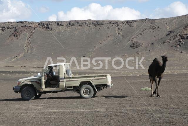 الجمل والصحراء المملكة القديمة