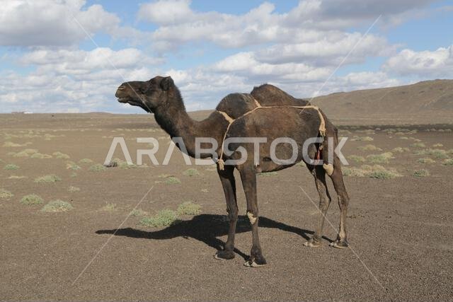 الجمل والصحراء المملكة القديمة
