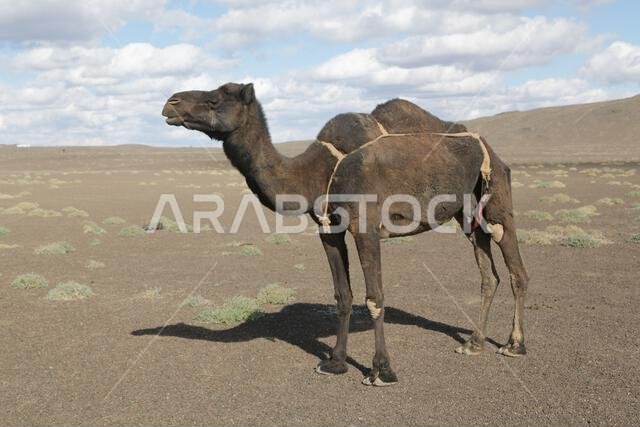 الجمل والصحراء المملكة القديمة