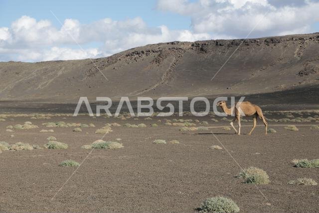 الجمل والصحراء المملكة القديمة