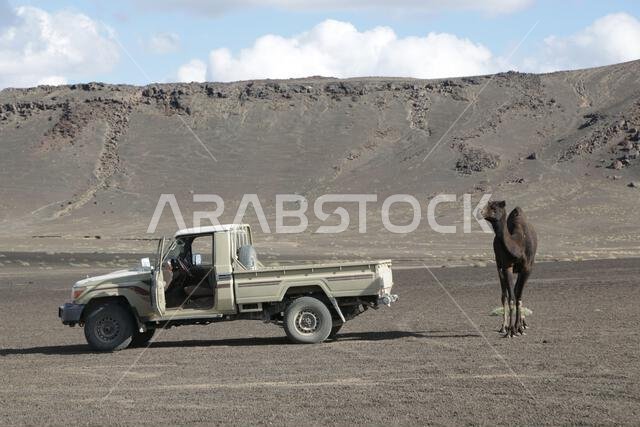 camel and desert the antique kingdom