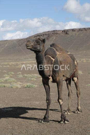 الجمل والصحراء المملكة القديمة الجمل والصحراء المملكة القديمة