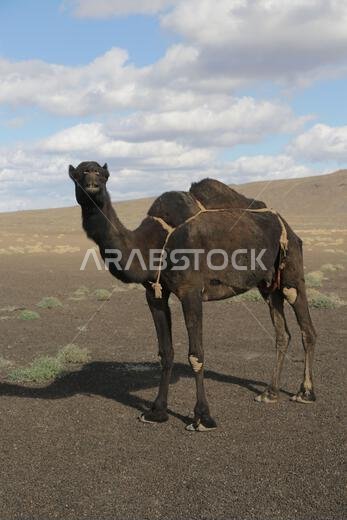 camel and desert the antique kingdom