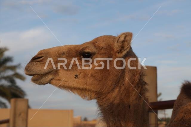 camel and desert the antique kingdom