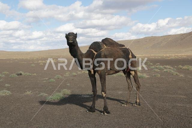 الجمل والصحراء المملكة القديمة