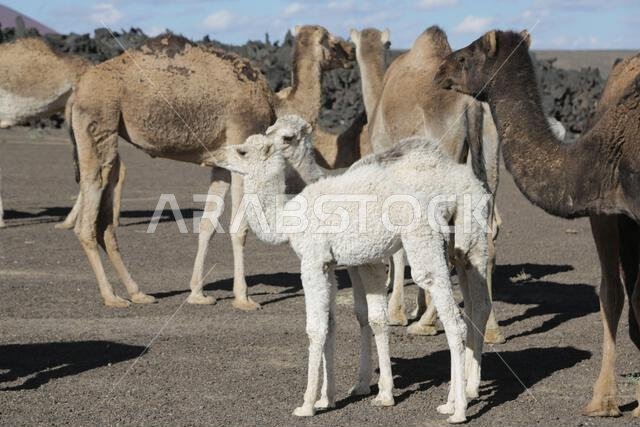 camel and desert the antique kingdom