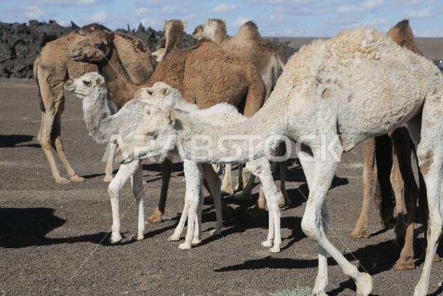 camel and desert the antique kingdom