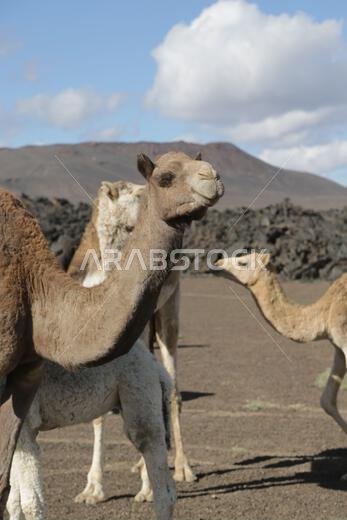 الجمل والصحراء المملكة القديمة الجمل والصحراء المملكة القديمة
