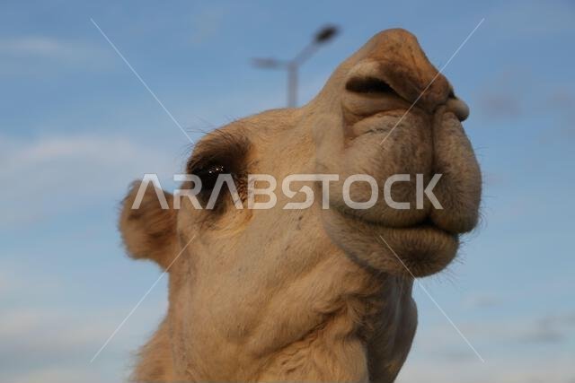 camel and desert the antique kingdom