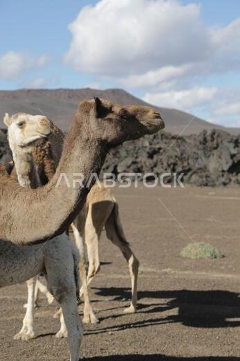 camel and desert the antique kingdom