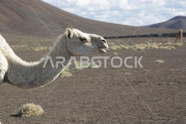 camel and desert the antique kingdom