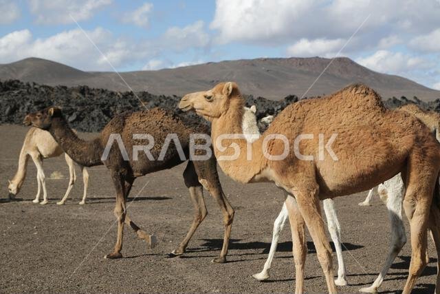 camel and desert the antique kingdom