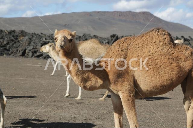 camel and desert the antique kingdom