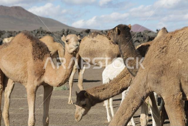 الجمل والصحراء المملكة القديمة الجمل والصحراء المملكة القديمة