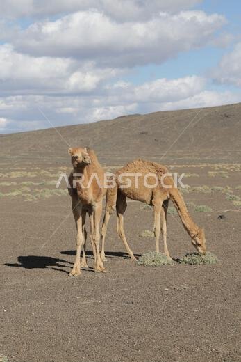 camel and desert the antique kingdom