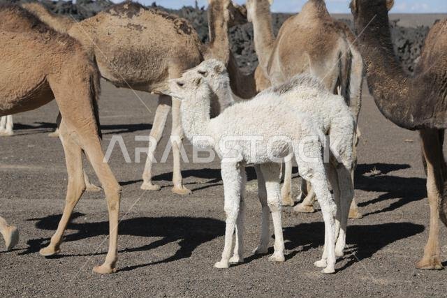 camel and desert the antique kingdom