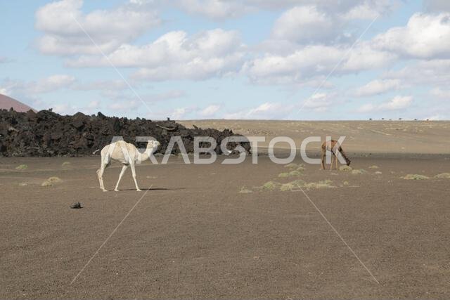 camel and desert the antique kingdom