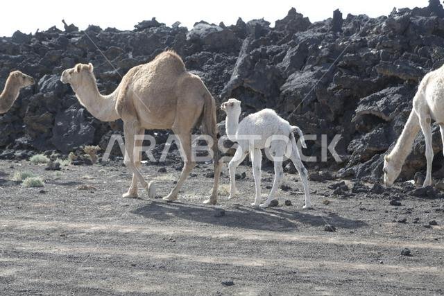 camel and desert the antique kingdom