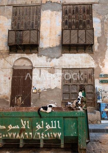 قطط في القمامة أمام منزل ذي مشربية خشبية في البلد، منطقة مكة المكرمة، جدة، المملكة العربية السعودية