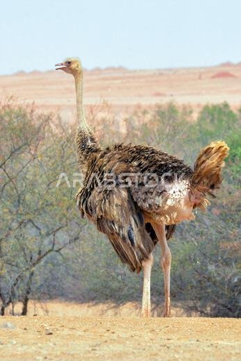 أنثى النعامة الشائعة