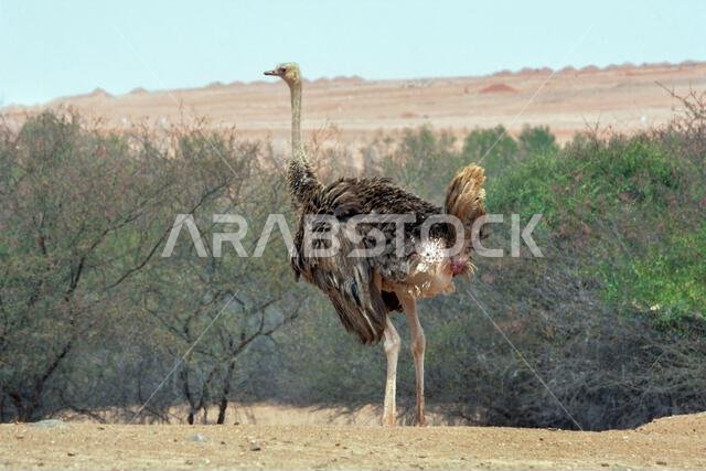 أنثى النعامة الشائعة