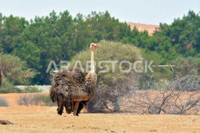 أنثى النعامة الشائعة