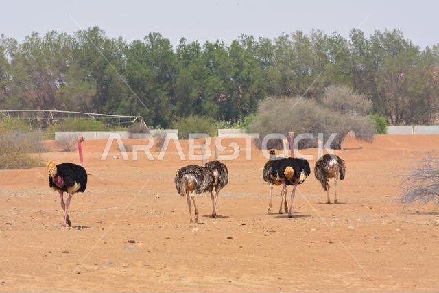 مجموعة النعام الشائعة من الذكور والإناث