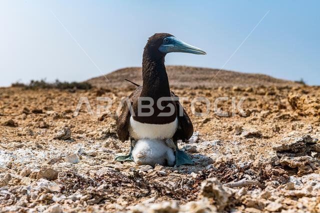 طائر الأطيش البني (Sula leucogaster) مع فرخه، جزر فرسان، المملكة العربية السعودية، الشرق الأوسط