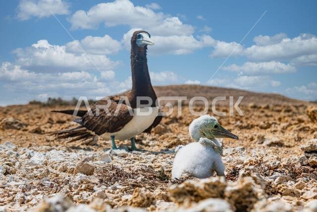 Brown Booby (Sula leucogaster) with its chick, Farasan islands, Kingdom of Saudi Arabia, Middle East