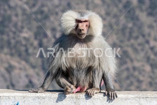 Baboon, Abha, Kingdom of Saudi Arabia, Middle East