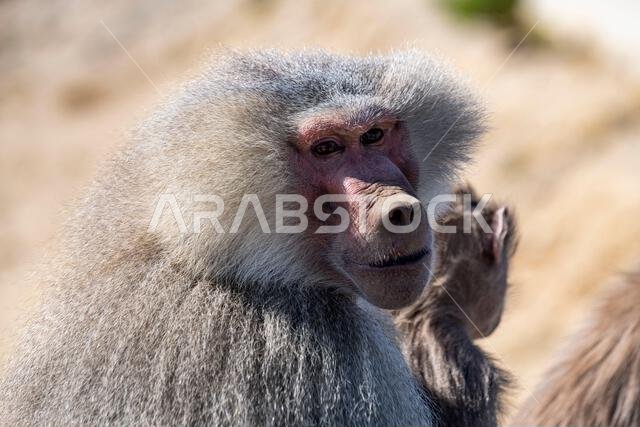 Baboon, Abha, Kingdom of Saudi Arabia, Middle East