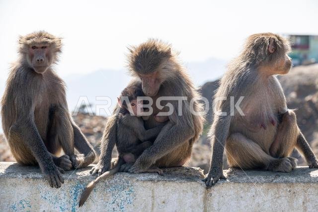 Baboons, Abha, Kingdom of Saudi Arabia, Middle East
