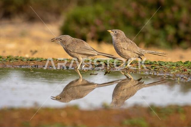 Arabian babbler (Argya squamiceps)
