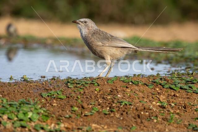 Arabian babbler (Argya squamiceps)
