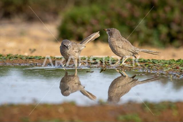 ثرثار عربي (Argya squamiceps) ثرثار عربي (Argya squamiceps)