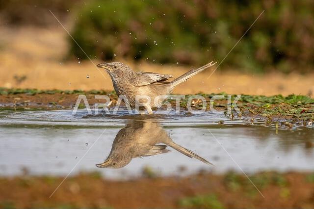 Arabian babbler (Argya squamiceps)