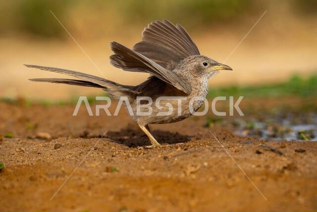 Arabian babbler (Argya squamiceps)