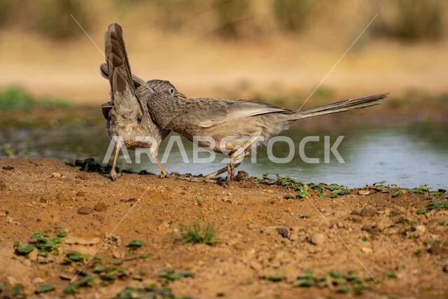 Arabian babbler (Argya squamiceps)